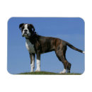 Search for brindle magnets Canine photographer