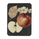 Search for harvest magnets Botanical