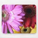 Search for red gerbera electronics Daisies