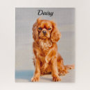 Search for cavalier king charles spaniel puzzles Pet