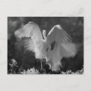 Search for alba postcards White