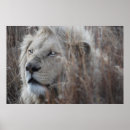 Search for african lion posters Animals