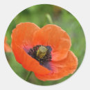Search for remembrance poppy stickers Nature