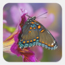 Search for papilio stickers Close up