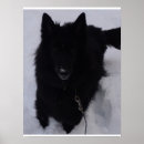 Search for belgian malinois art Wolf