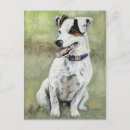 Search for parson russell terrier postcards Pet