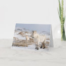 Search for iceland cards Icelandic horse
