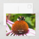 Search for bee lovers postcards Insect