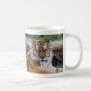 Search for endangered tigers mugs Stripes