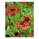 Search for rudbeckia posters Flowers