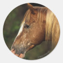 Search for appaloosa horse stickers Bob langrish