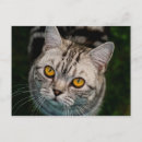 Search for professors postcards Cat