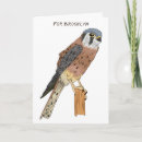 Search for kestrel cards Bird of prey