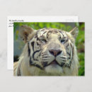 Search for bengal cats postcards Feline