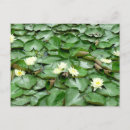 Search for lily postcards Water lilies