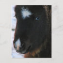 Search for filly postcards Equine