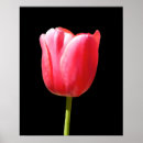 Search for black tulips posters Elegant