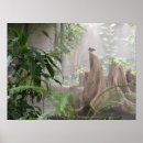 Search for rain forests posters Photography