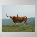 Search for longhorn posters Bull