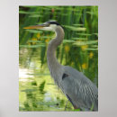 Search for blue heron posters Pond