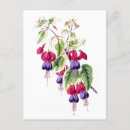 Search for fuchsia flower postcards Floral