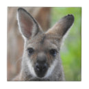 Search for wallaby Australian