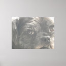 Search for pugs photography Canine