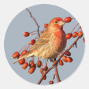 Search for house finch stickers Red