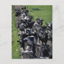 Search for dairy cow postcards Farm