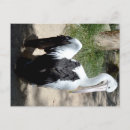 Search for preening Pelican