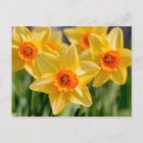 Search for daffodils postcards Garden