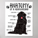Search for funny anatomy posters Cute