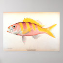 Search for biological posters Anatomical