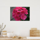 Search for geranium posters Pretty