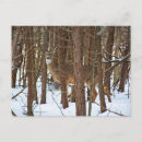 Search for winter deer postcards Woodland