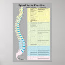 Search for chiropractor posters Spine