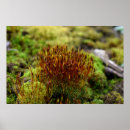 Search for moss posters Plants
