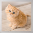 Search for british animal posters Cat