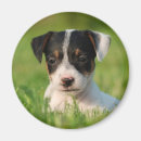 Search for russel magnets Terrier