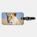 Search for lions photography Wildlife