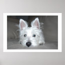 Search for tucker posters Puppy