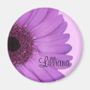 Search for gerberas photography Pink