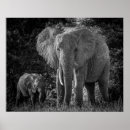 Search for black and white elephant art Elephants