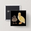 Search for two animals badges Cute baby animals