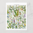 Search for medicines postcards Medicinal