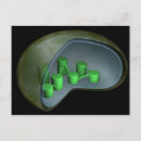 Search for chloroplast Thylakoid