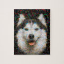 Search for husky photography Pets