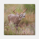 Search for deer buck magnets White tailed deer