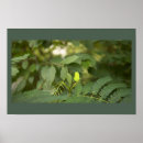 Search for fern leaves posters Nature