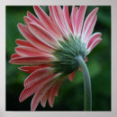 Search for gerber posters Flower